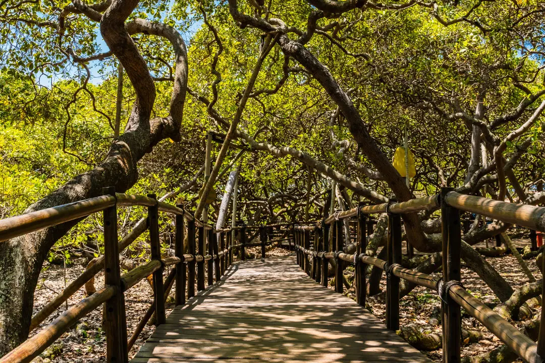Maior Cajueiro do Mundo, Pirangi, Natal-RN.