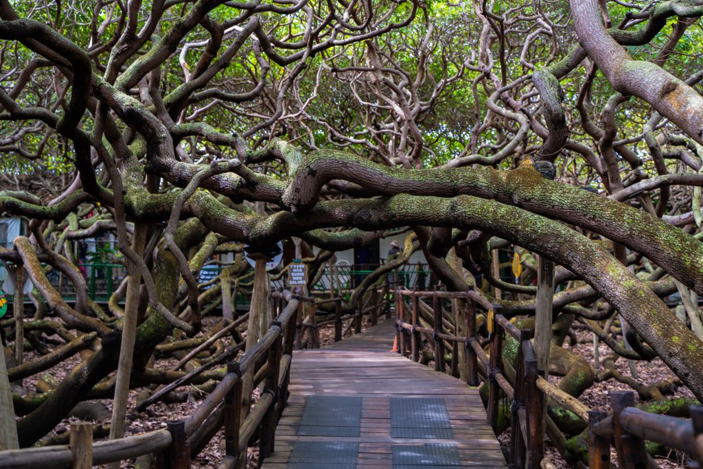Passarela de madeira entre os galhos do maior cajueiro do mundo em Pirangi, no litoral do Rio Grande do Norte